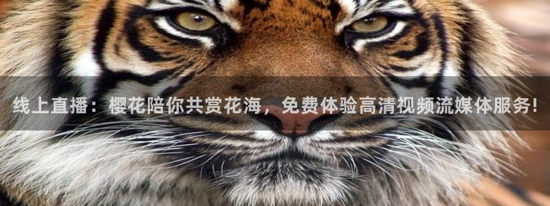可可影视大全在线观看
