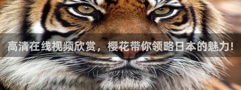 星空视频素材高清